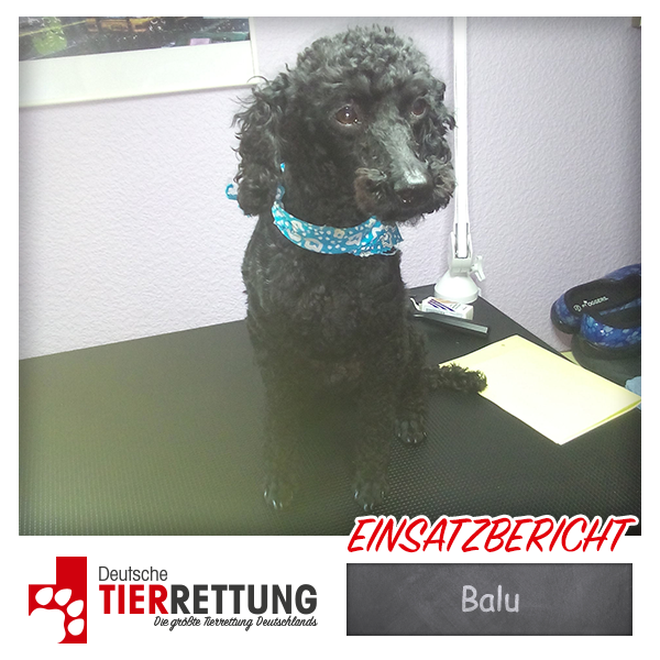 Tierrettung Einsatz: Balu in Bochum