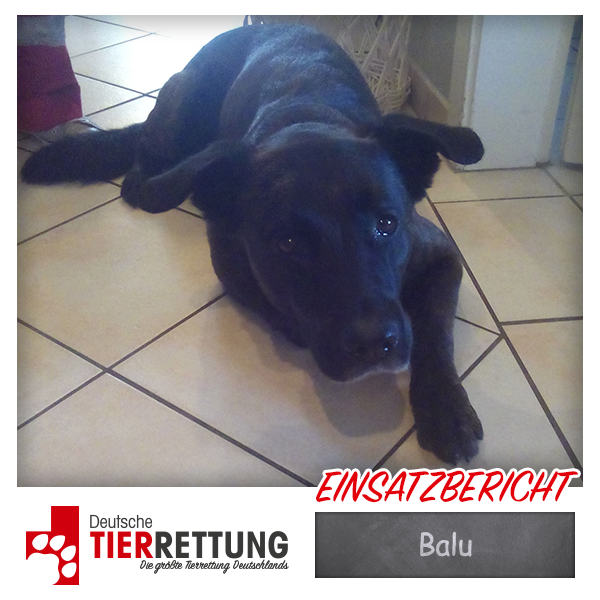 Tierrettung Einsatz: Balu in Krefeld