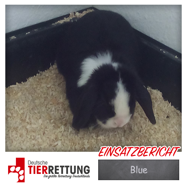 Tierrettung Einsatz: Blue in Gelsenkirchen
