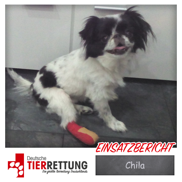 Tierrettung Einsatz: Chila in Herne