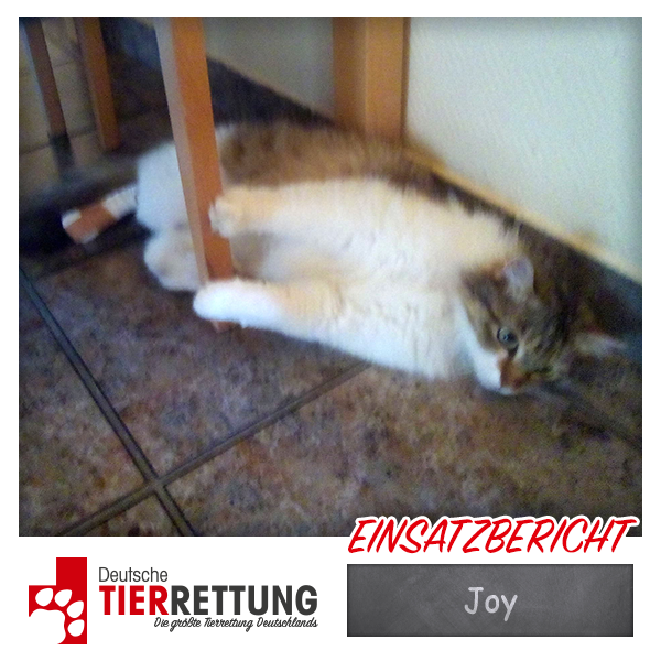 Tierrettung Einsatz: Joy in Dortmund