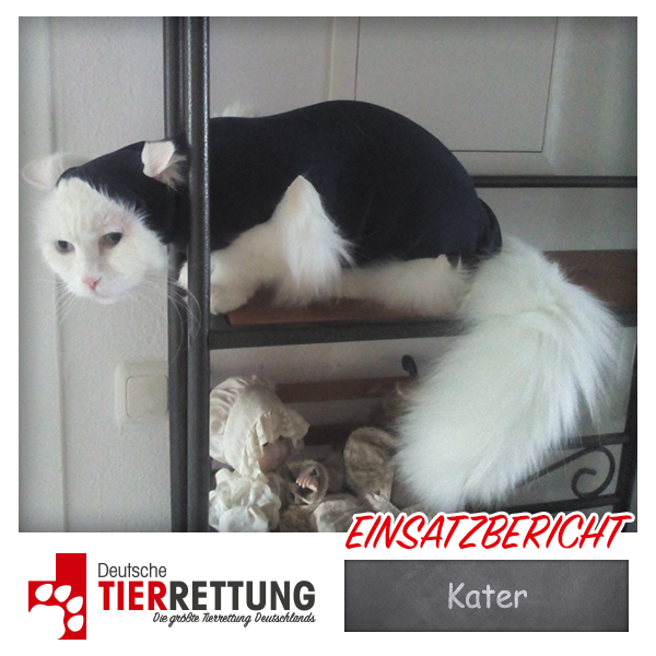 Tierrettung Einsatz: Kater in Mönchengladbach