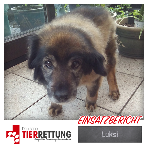 Tierrettung Einsatz: Luksi in Krefeld