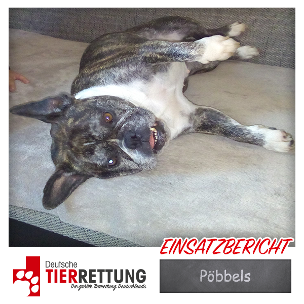 Tierrettung Einsatz: Pöbbels in Marl