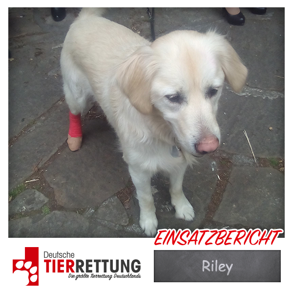 Tierrettung Einsatz: Riley in Herne