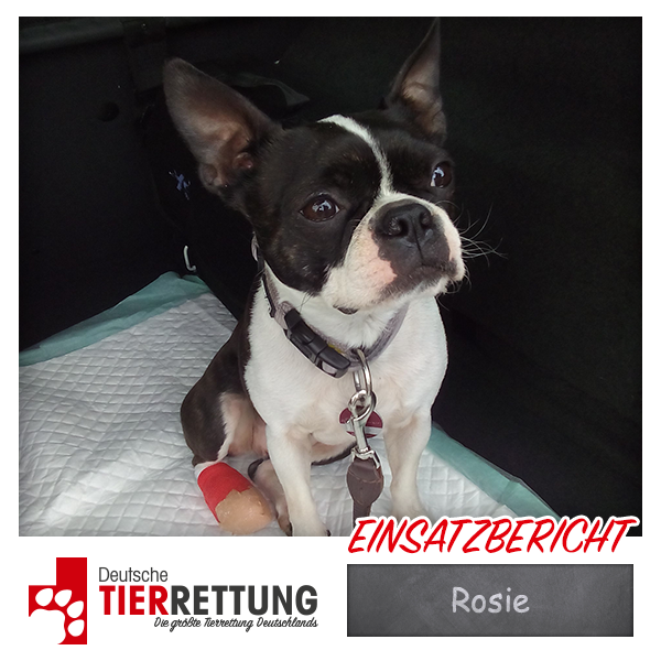 Tierrettung Einsatz: Rosie in Herne