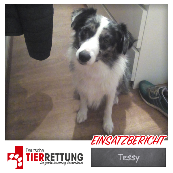 Tierrettung Einsatz: Tessy in Recklinghausen