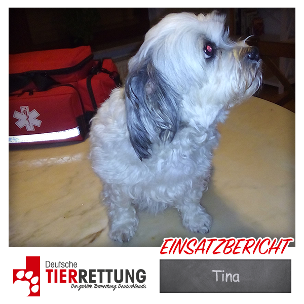 Tierrettung Einsatz: Tina in Oberhausen