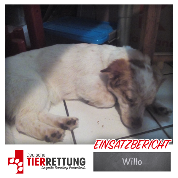 Tierrettung Einsatz: Willo in Marl