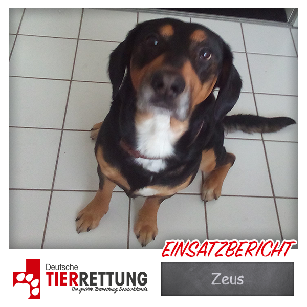 Tierrettung Einsatz: Zeus in Bochum