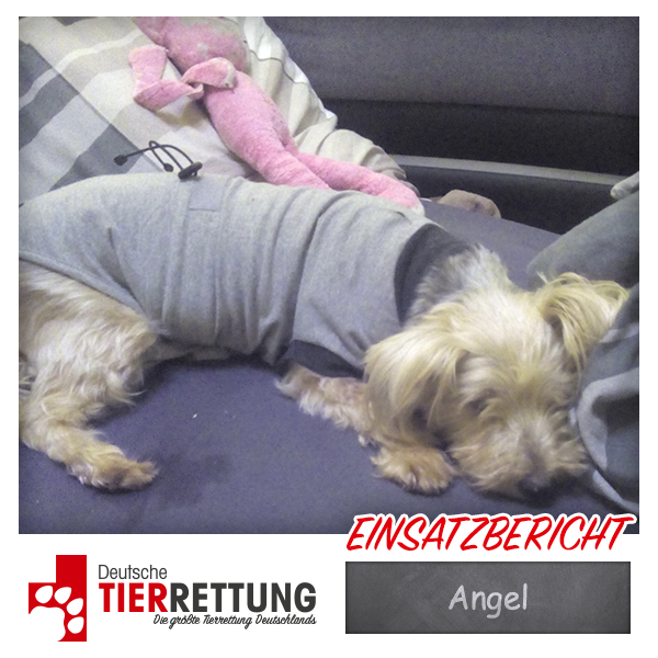 Tierrettung Einsatz: Angel in Hattingen