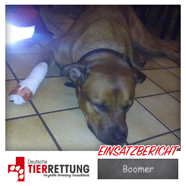 Tierrettung Einsatz: Boomer in Duisburg