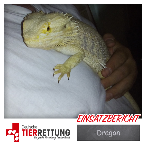 Tierrettung Einsatz: Dragon in Hamm