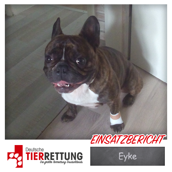 Tierrettung Einsatz: Eyke in Bochum