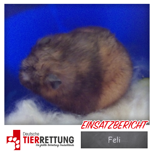 Tierrettung Einsatz: Feli in Dortmund