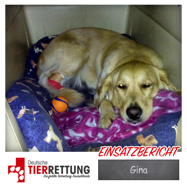 Tierrettung Einsatz: Gina in Gladbeck