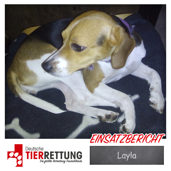 Tierrettung Einsatz: Layla in Recklinghausen