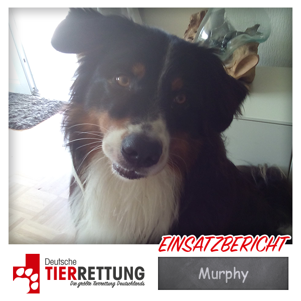 Tierrettung Einsatz: Murphy in Dortmund
