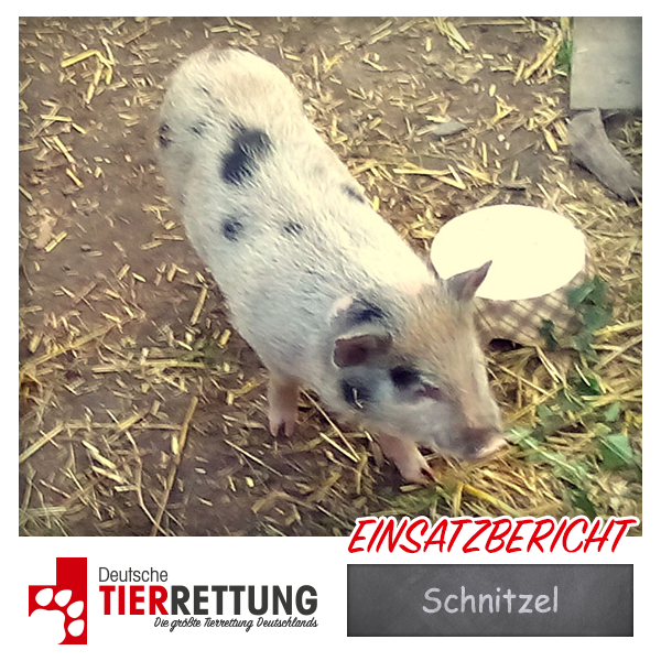 Tierrettung Einsatz: Schnitzel in Dortmund