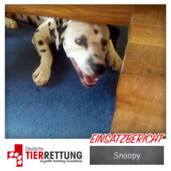 Tierrettung Einsatz: Snoopy in Dortmund