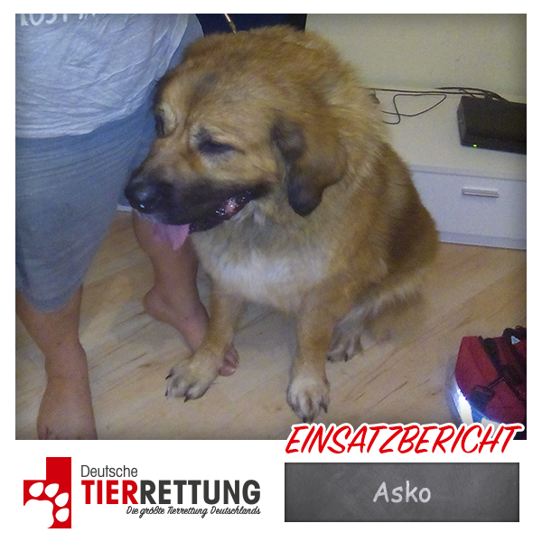 Tierrettung Einsatz: Asko in Oer-Erkenschwick