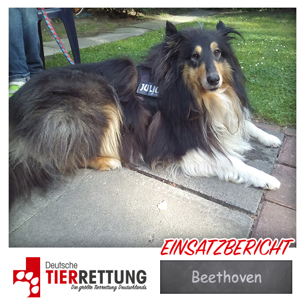 Tierrettung Einsatz: Beethoven in Dortmund