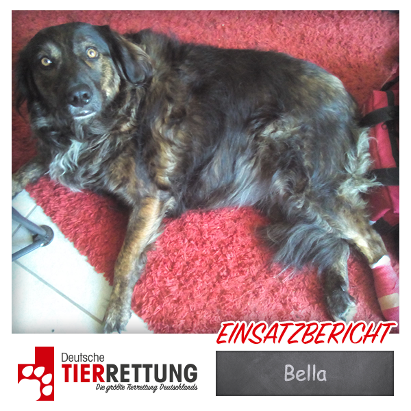 Tierrettung Einsatz: Bella in Dortmund