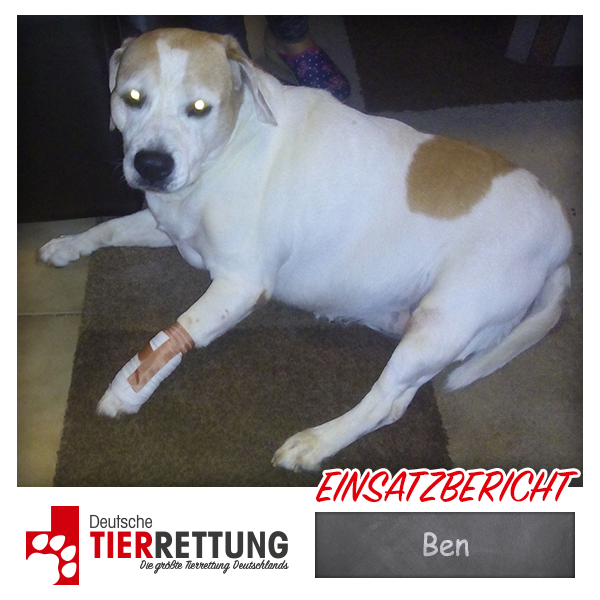 Tierrettung Einsatz: Ben in Gelsenkirchen