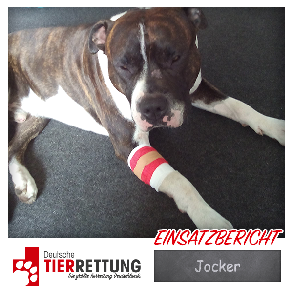 Tierrettung Einsatz: Jocker in Bergkamen