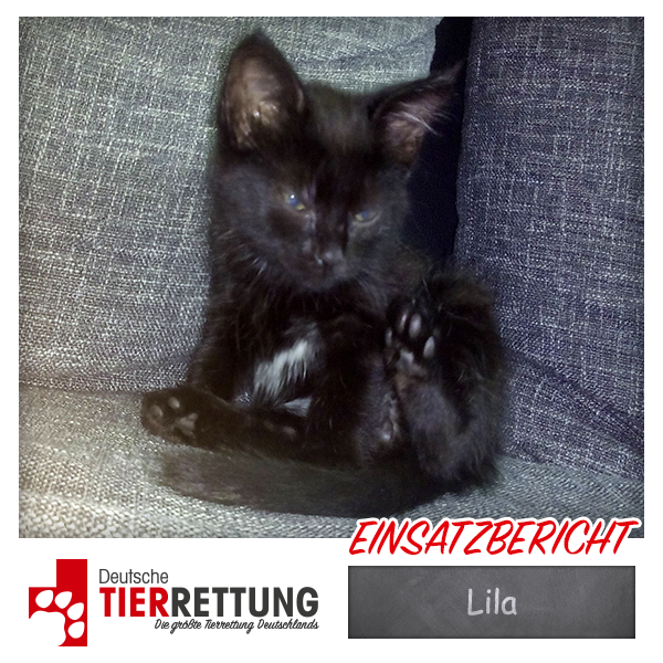 Tierrettung Einsatz: Lila in Essen