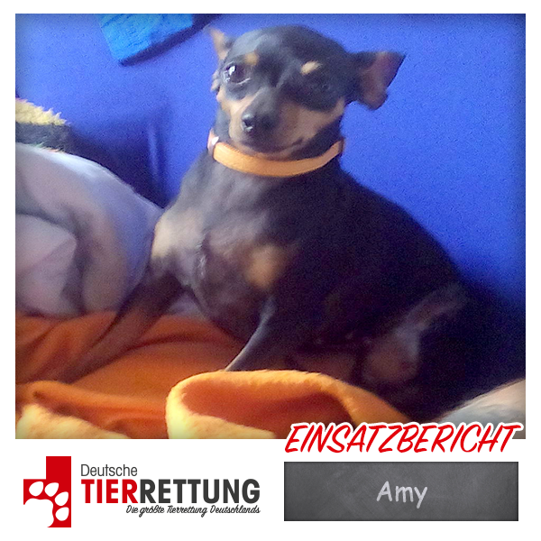 Tierrettung Einsatz: Amy in Recklinghausen