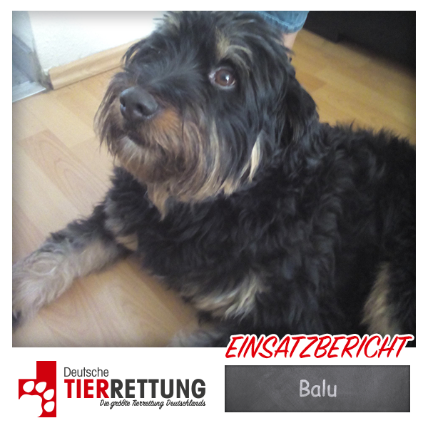 Tierrettung Einsatz: Balu in Gelsenkirchen