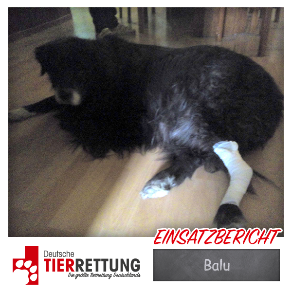 Tierrettung Einsatz: Balu in Datteln
