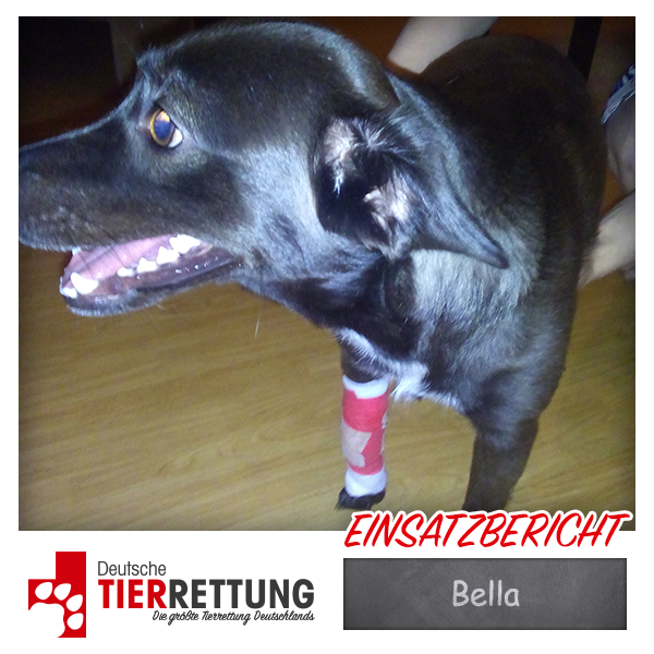 Tierrettung Einsatz: Bella in Mönchengladbach