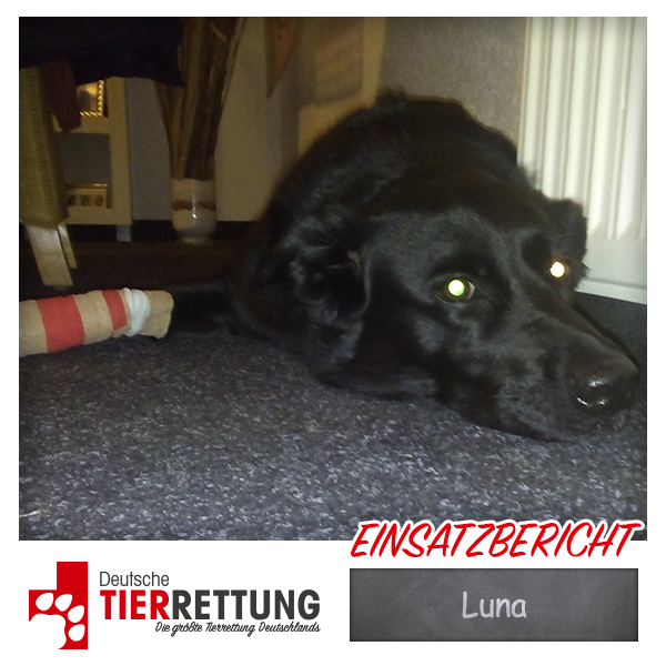 Tierrettung Einsatz: Luna in Mönchengladbach