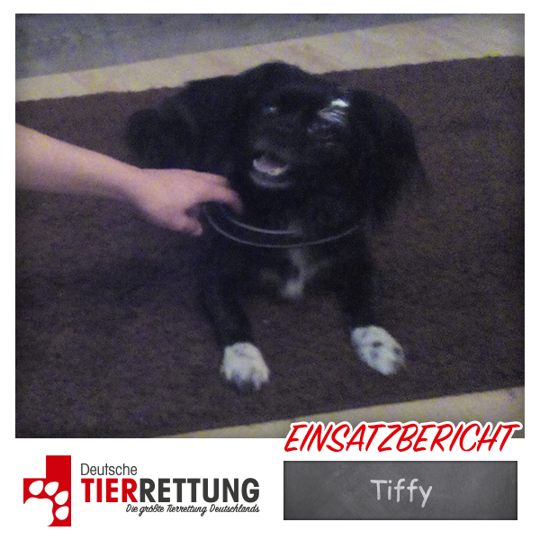 Tierrettung Einsatz: Tiffy in Isselburg
