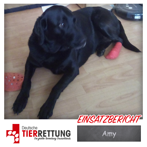 Tierrettung Einsatz: Amy in Bochum