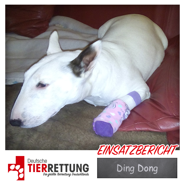 Tierrettung Einsatz: Ding Dong in Lünen