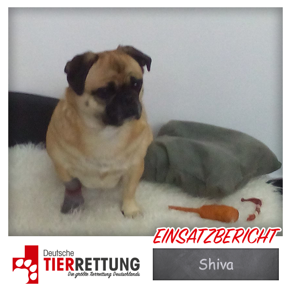 Tierrettung Einsatz: Shiva in Hamm