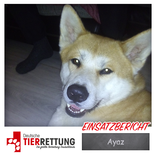 Tierrettung Einsatz: Ayaz in Herne