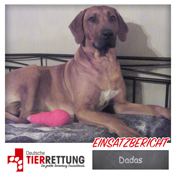 Tierrettung Einsatz: Dadas in Dortmund