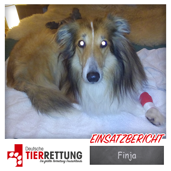 Tierrettung Einsatz: Finja in Wetter