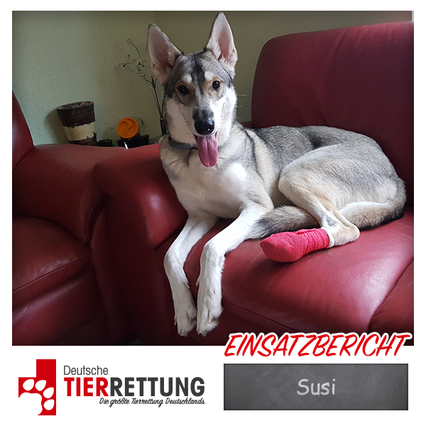 Tierrettung Einsatz: Susi in Krefeld