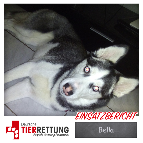 Tierrettung Einsatz: Bella in Viersen