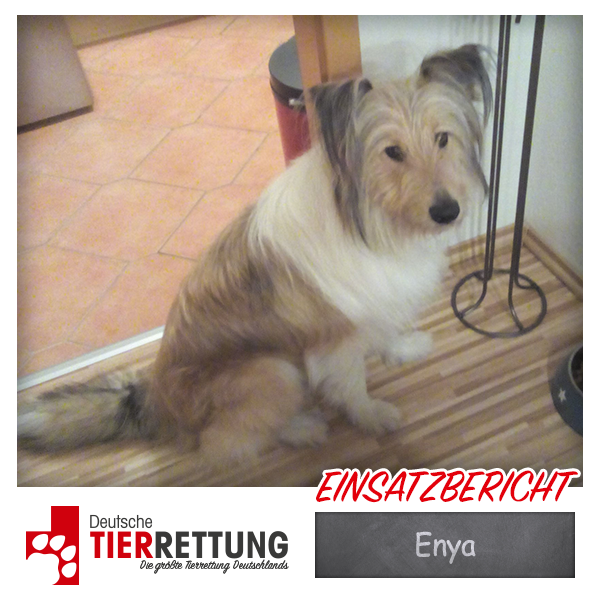 Tierrettung Einsatz: Enya in Witten