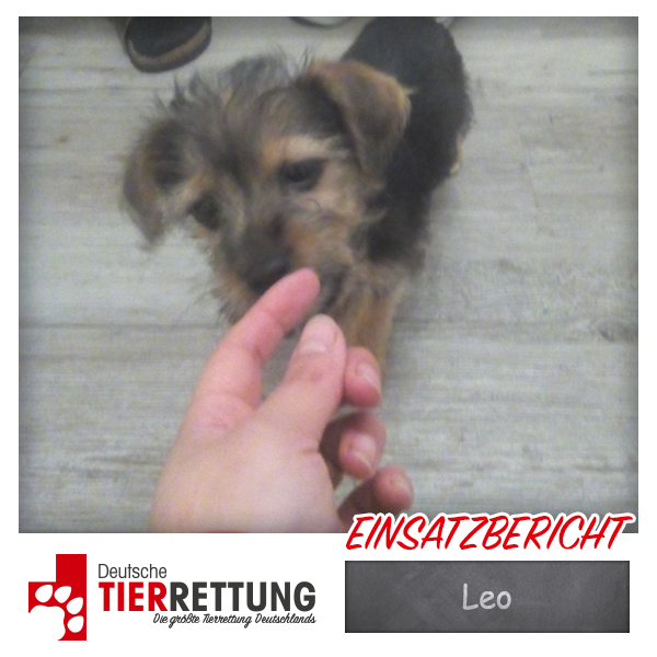 Tierrettung Einsatz: Leo in Herne