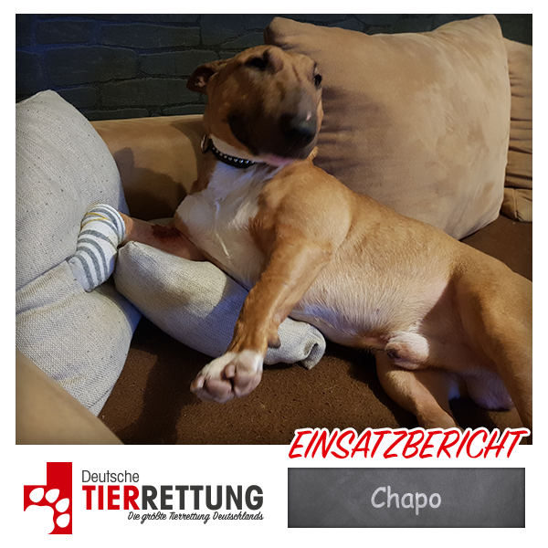 Tierrettung Einsatz: Chapo in Velbert