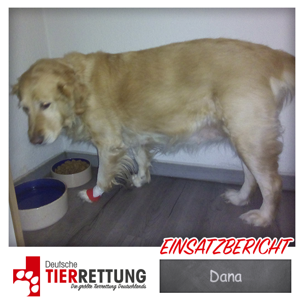 Tierrettung Einsatz: Dana in Gelsenkirchen