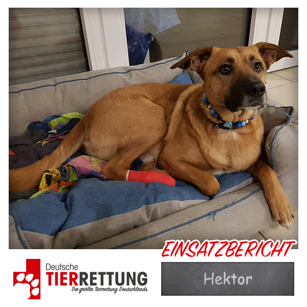 Tierrettung Einsatz: Hektor in Dinslaken