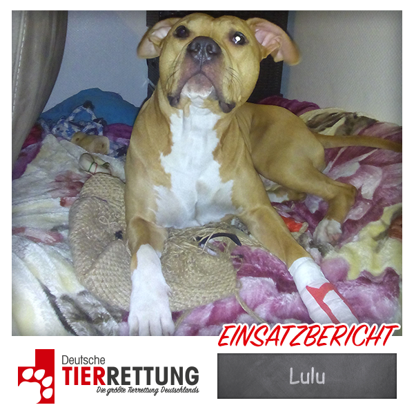 Tierrettung Einsatz: Lulu in Dortmund